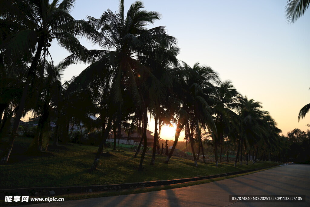 夕阳下的椰树道路美景