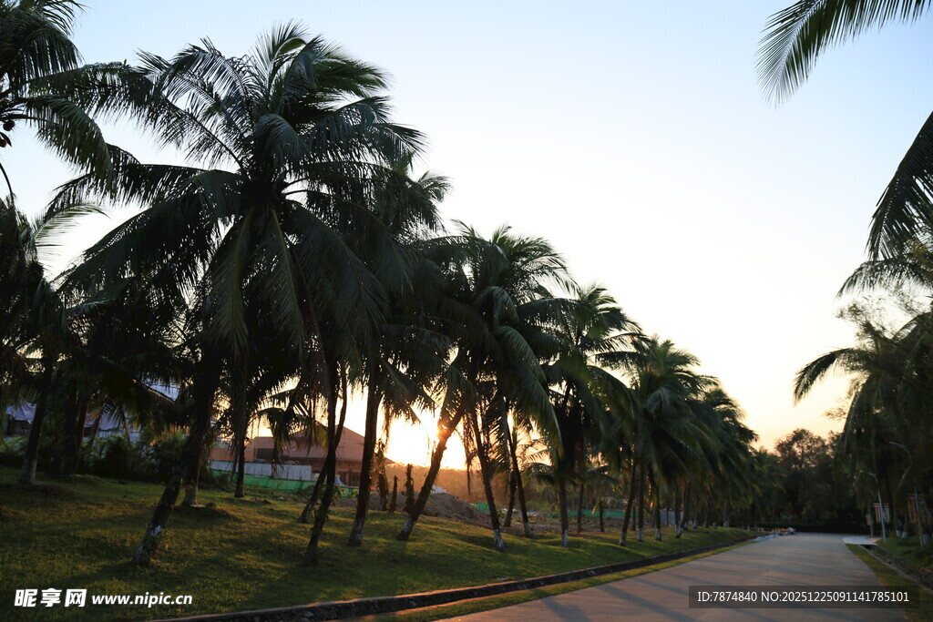 夕阳下的棕榈树道路景观