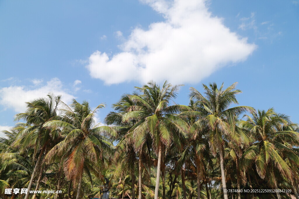 蓝天椰林美景