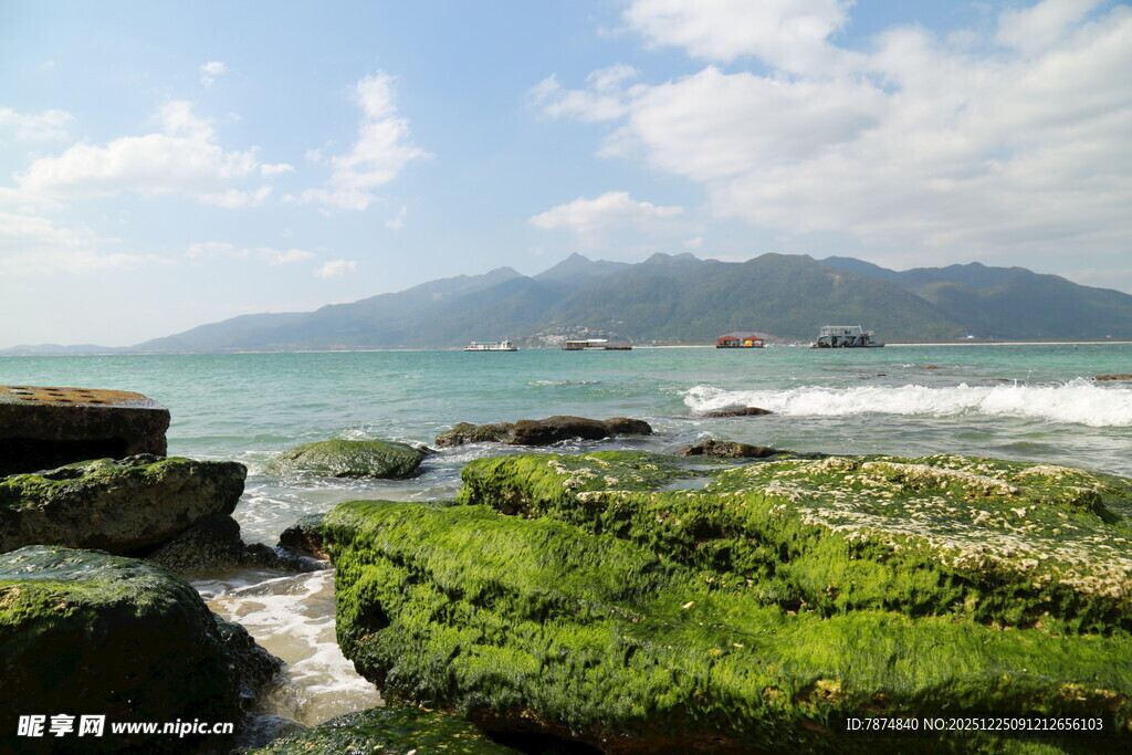 海边礁石上的翠绿海藻