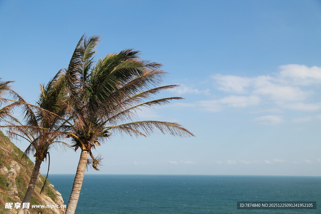 海边摇曳的椰树