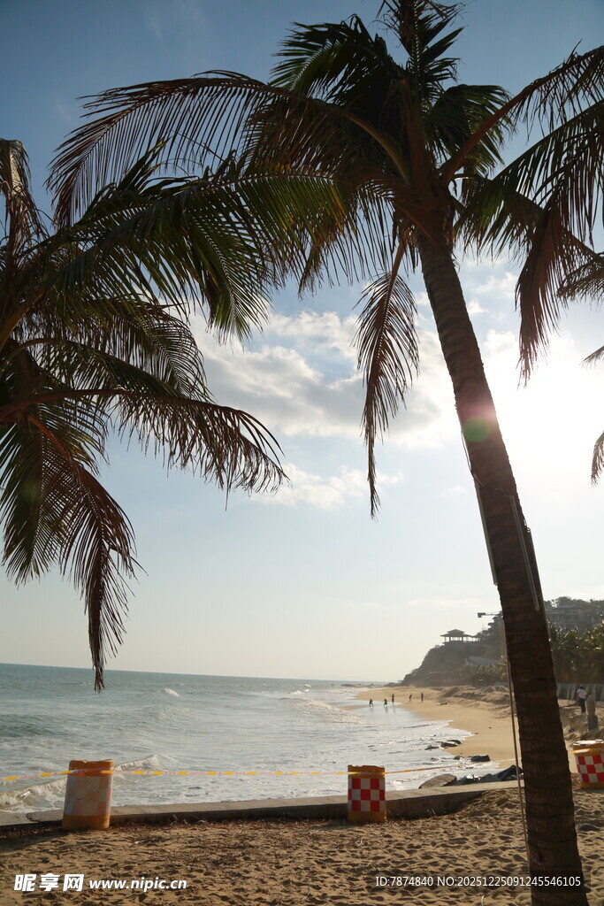 阳光沙滩下的椰树海景