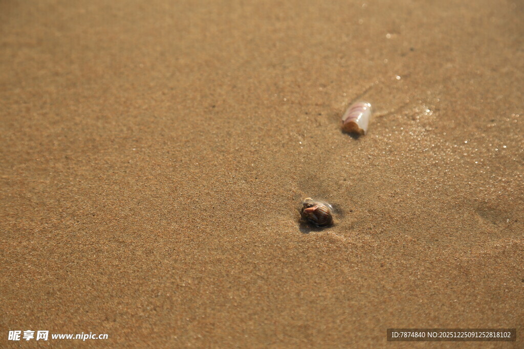 沙滩上的小贝壳与孔洞