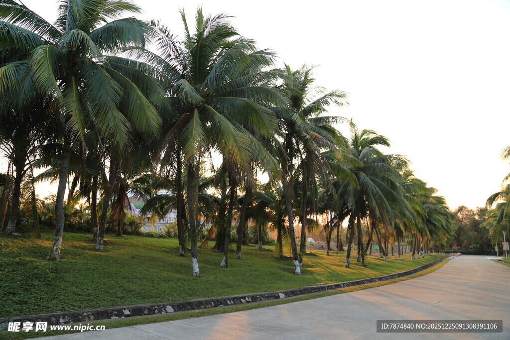 椰树成排的美丽道路
