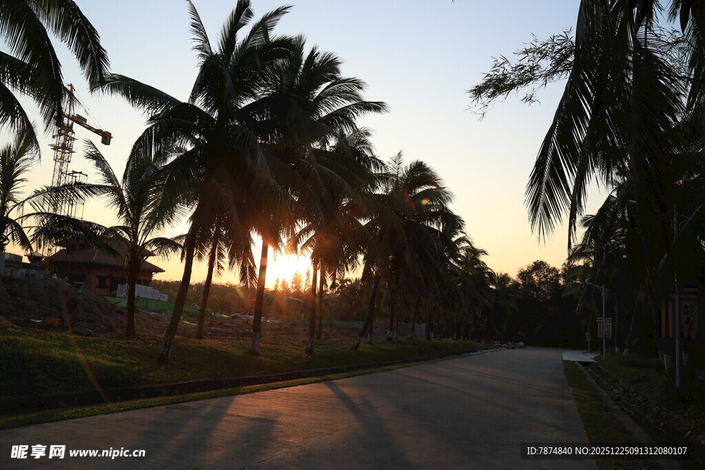 夕阳下的椰林小道