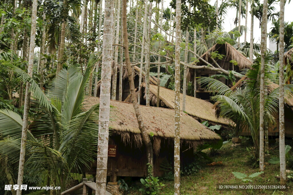 丛林中的简易木屋