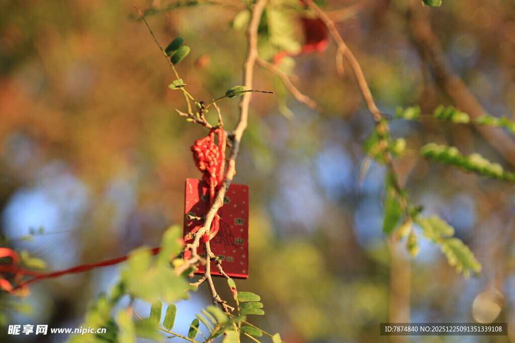 枝头红叶伴绿枝
