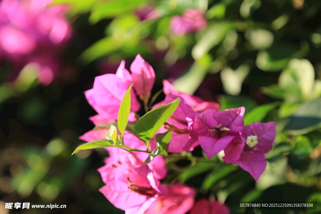 娇艳三角梅绽放