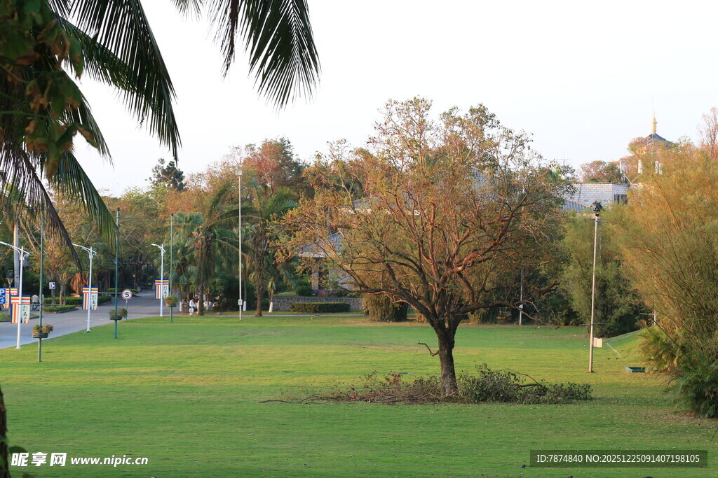 绿意盎然的户外休闲草地