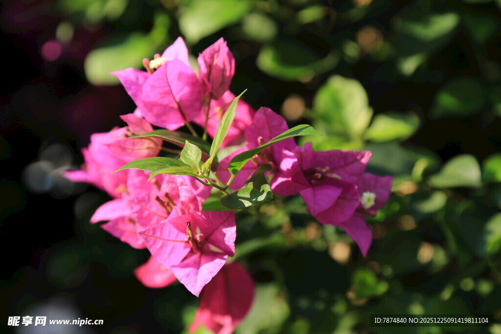 娇艳三角梅绽放