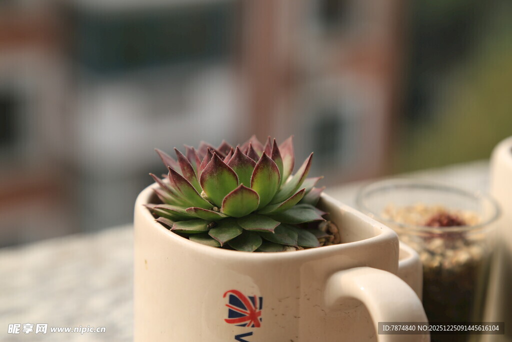 杯中小多肉 绿意小确幸