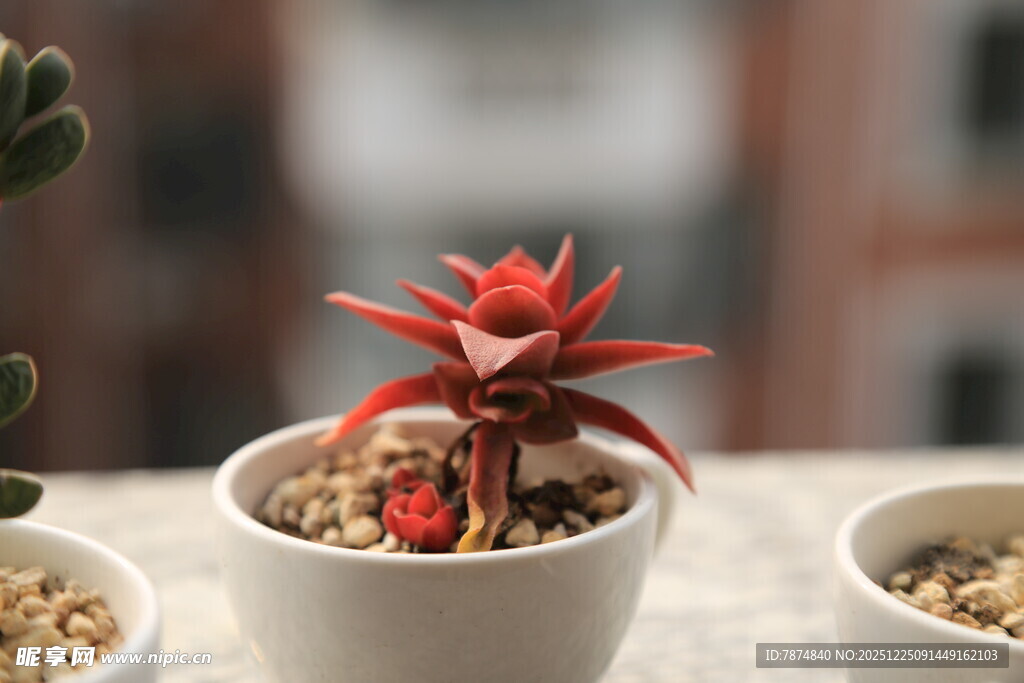 精致红多肉盆栽