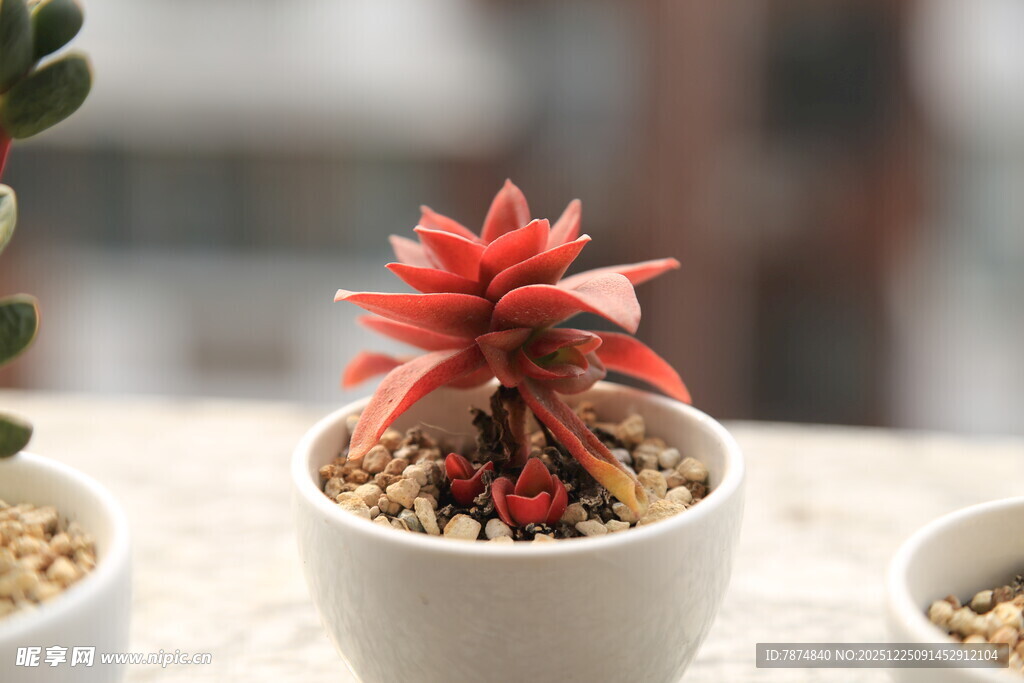 精致小盆栽中的艳丽多肉