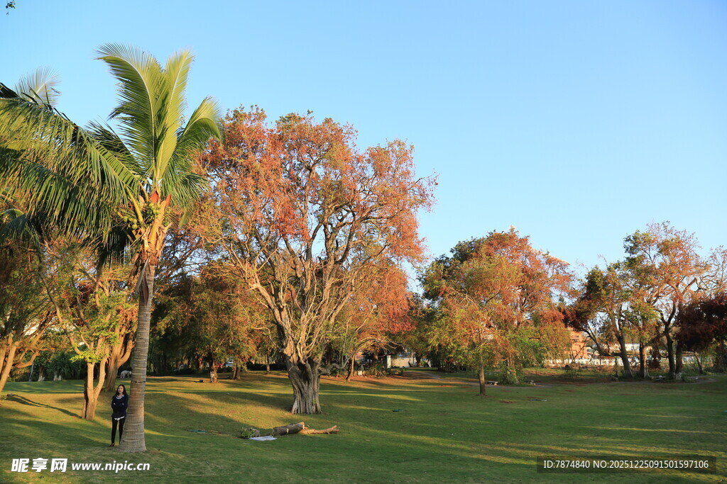 秋日公园的多彩树木景观