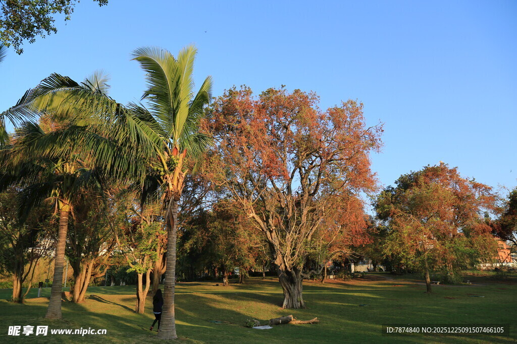 秋日公园的多彩树木景观