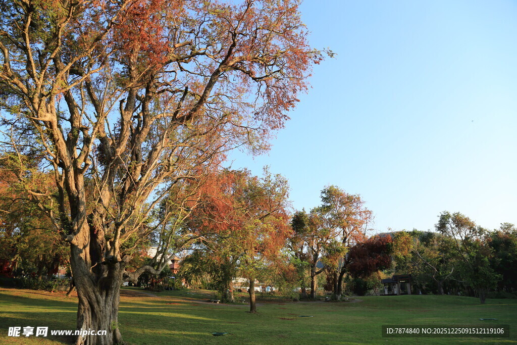 秋日公园树木风景图