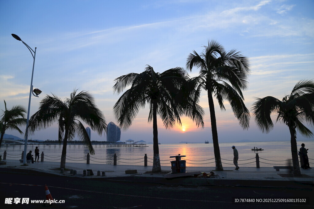 海滨落日下的椰树美景