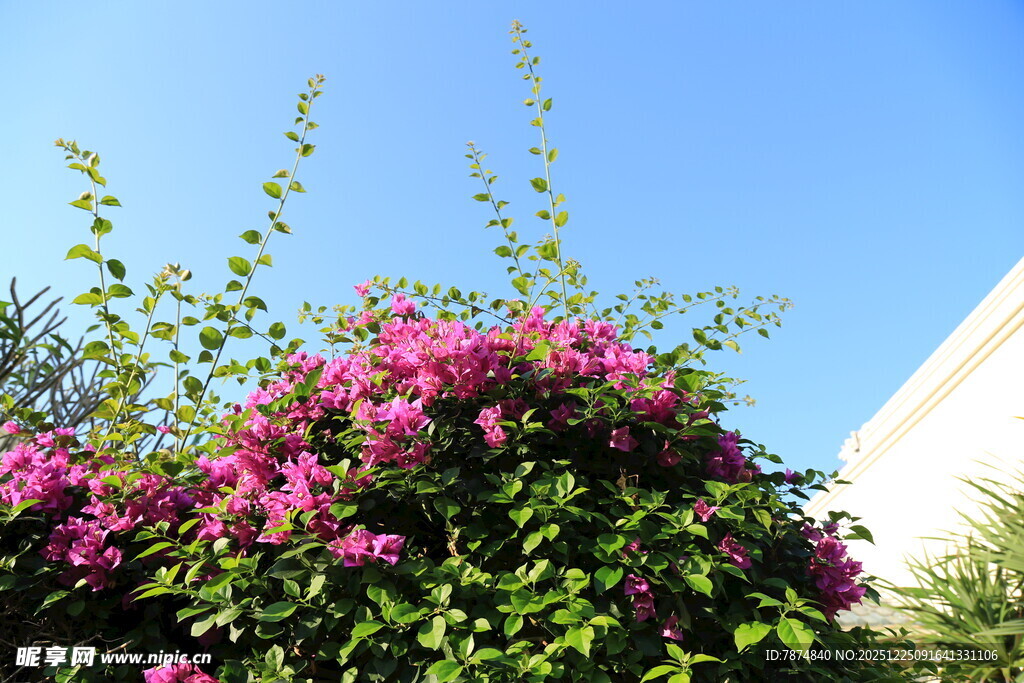 盛放的紫花与蓝天相映