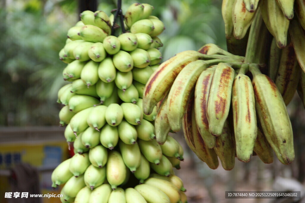 青绿香蕉串 饱满果实挂