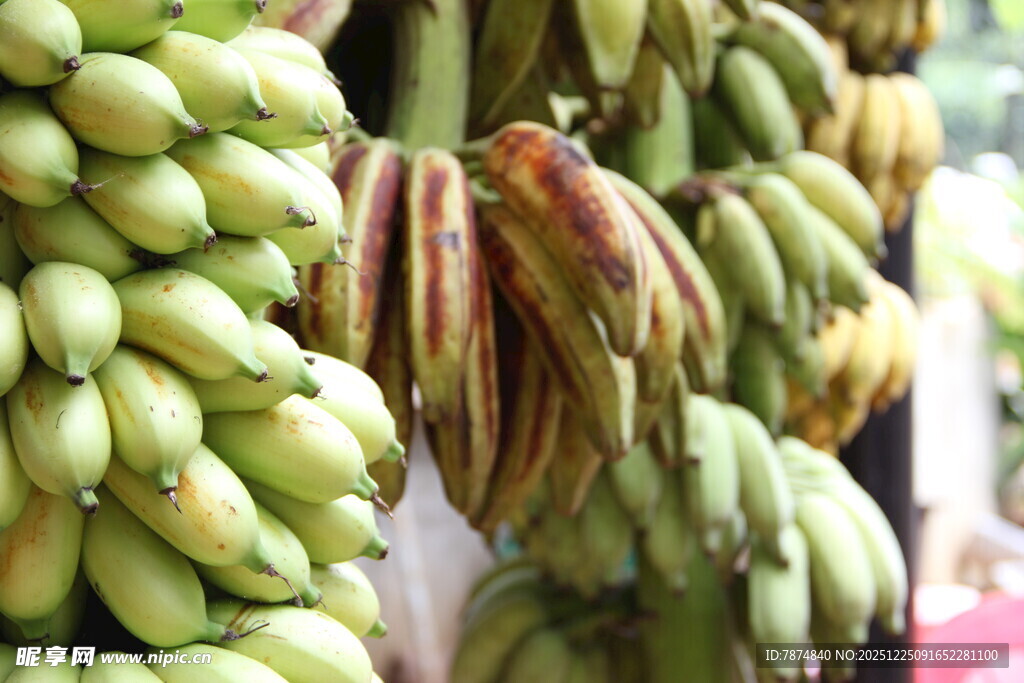 新鲜香蕉成串悬挂