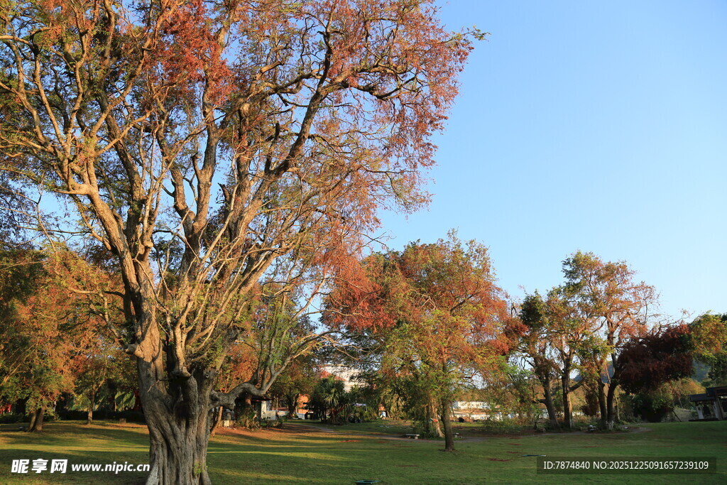 秋日公园斑斓树木景致