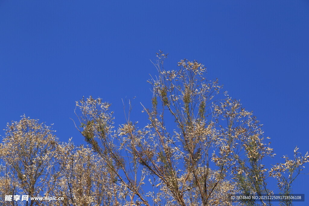 蓝天映衬下的金黄树枝
