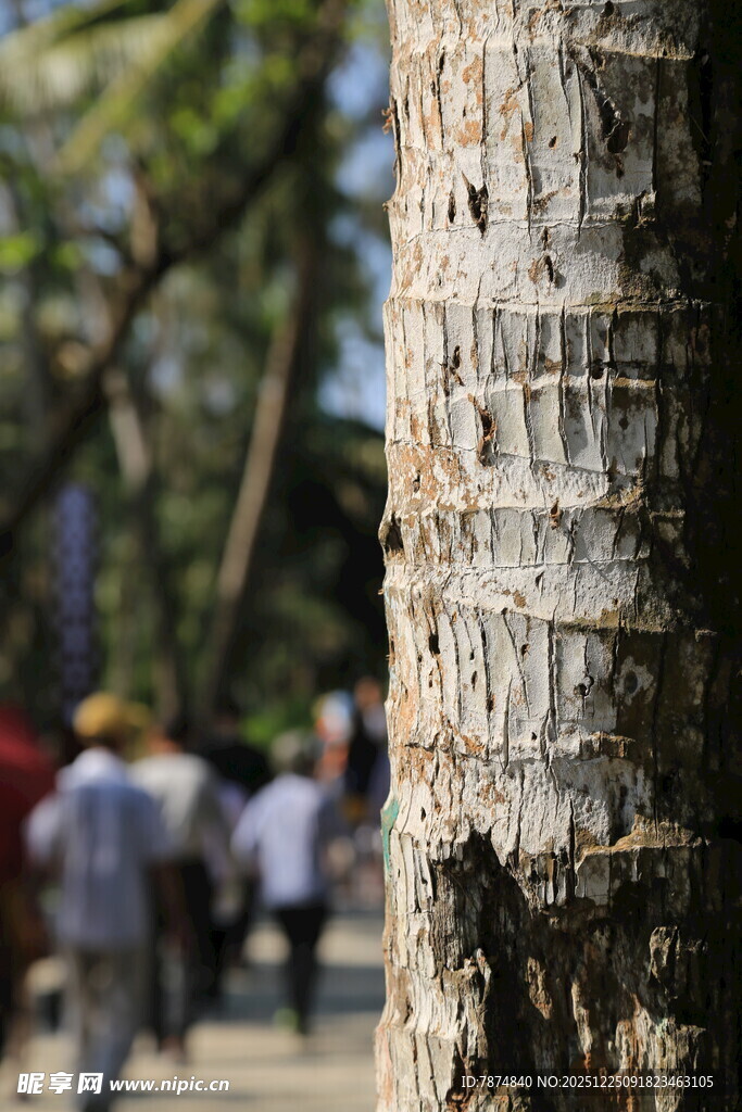 树干上的刻字痕迹