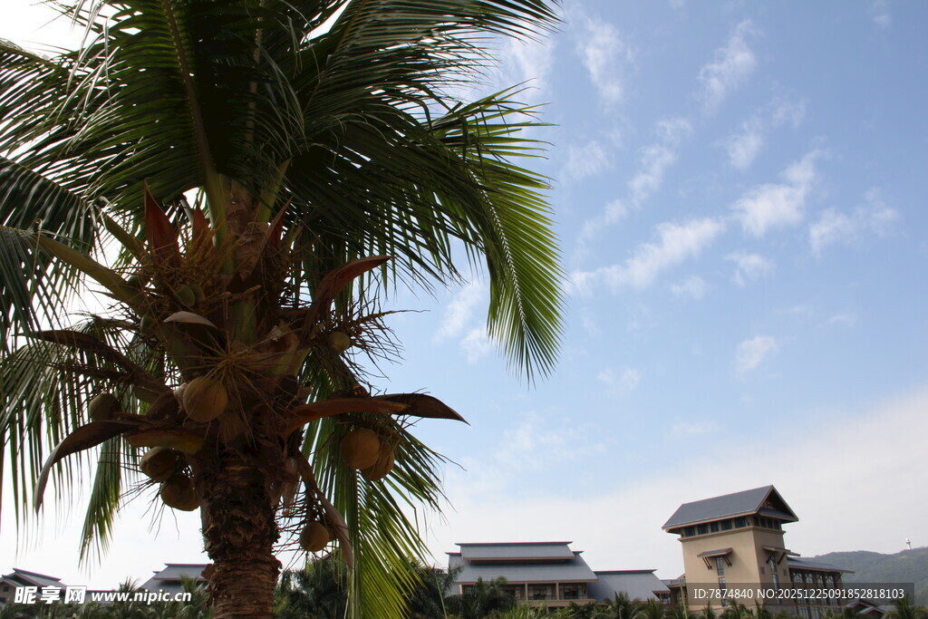 椰树旁的古朴建筑风光