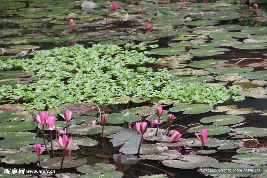 池塘中的睡莲与水生植物