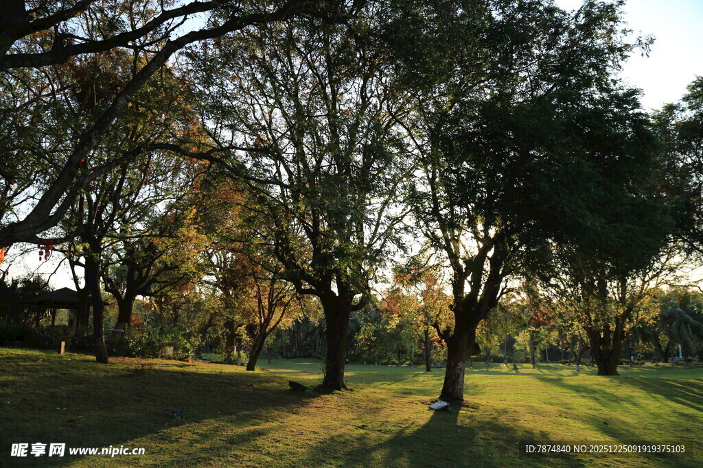 秋日公园的静谧林荫
