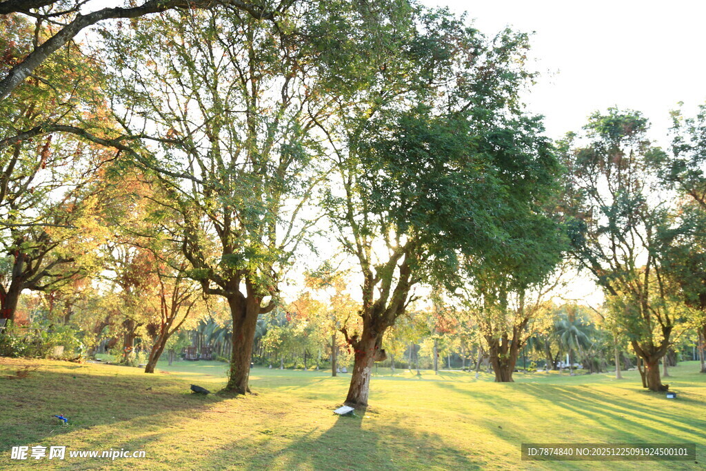 阳光照耀下的静谧树林