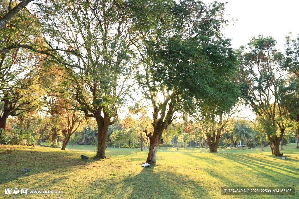 阳光洒落的静谧林间草地