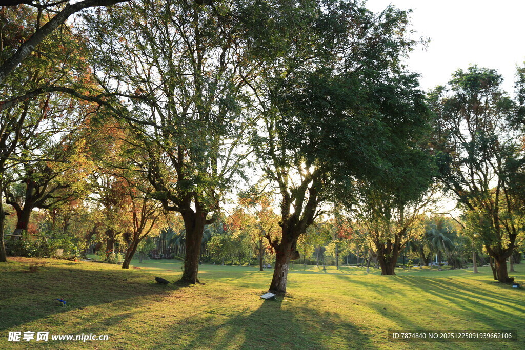 阳光洒落的静谧林间草地