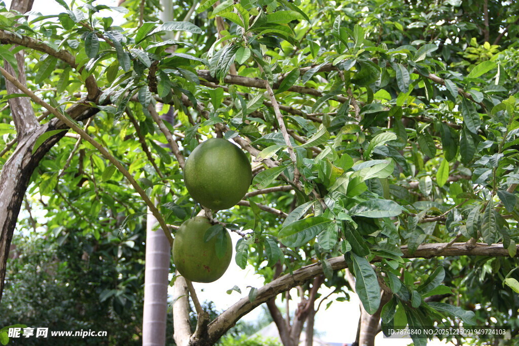 树上挂着的青绿色大果实