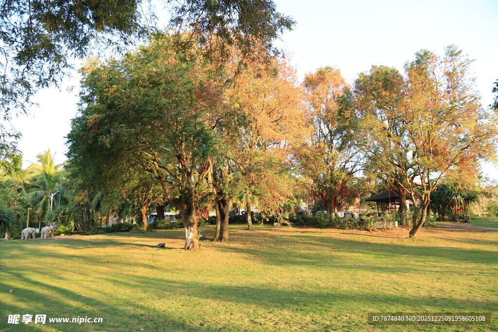 阳光照耀下的静谧公园草地
