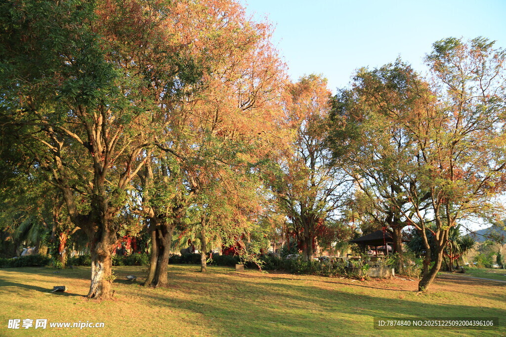 秋日公园树林美景
