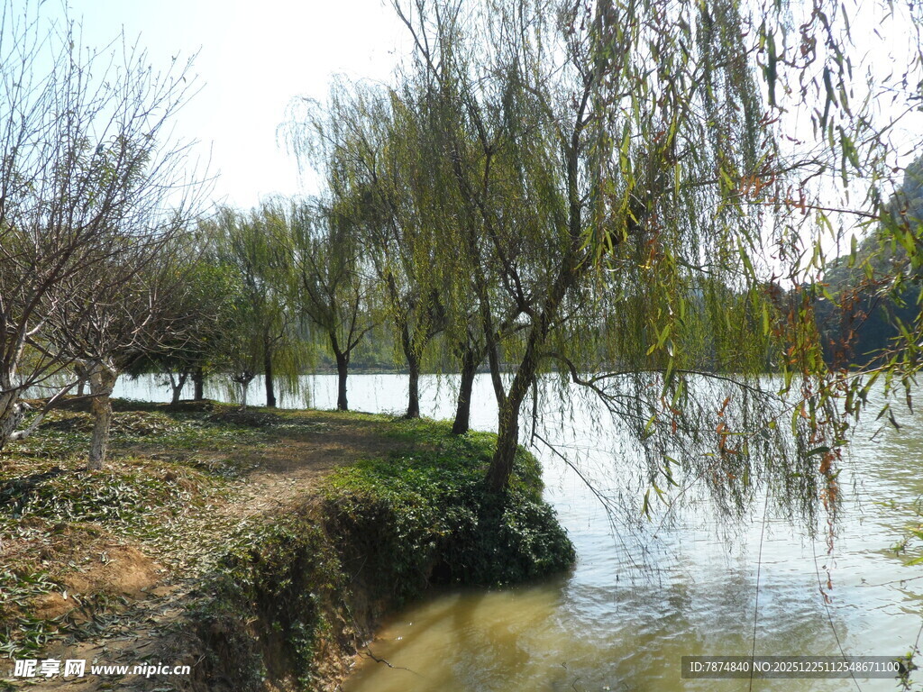 河畔垂柳 春日静谧景致