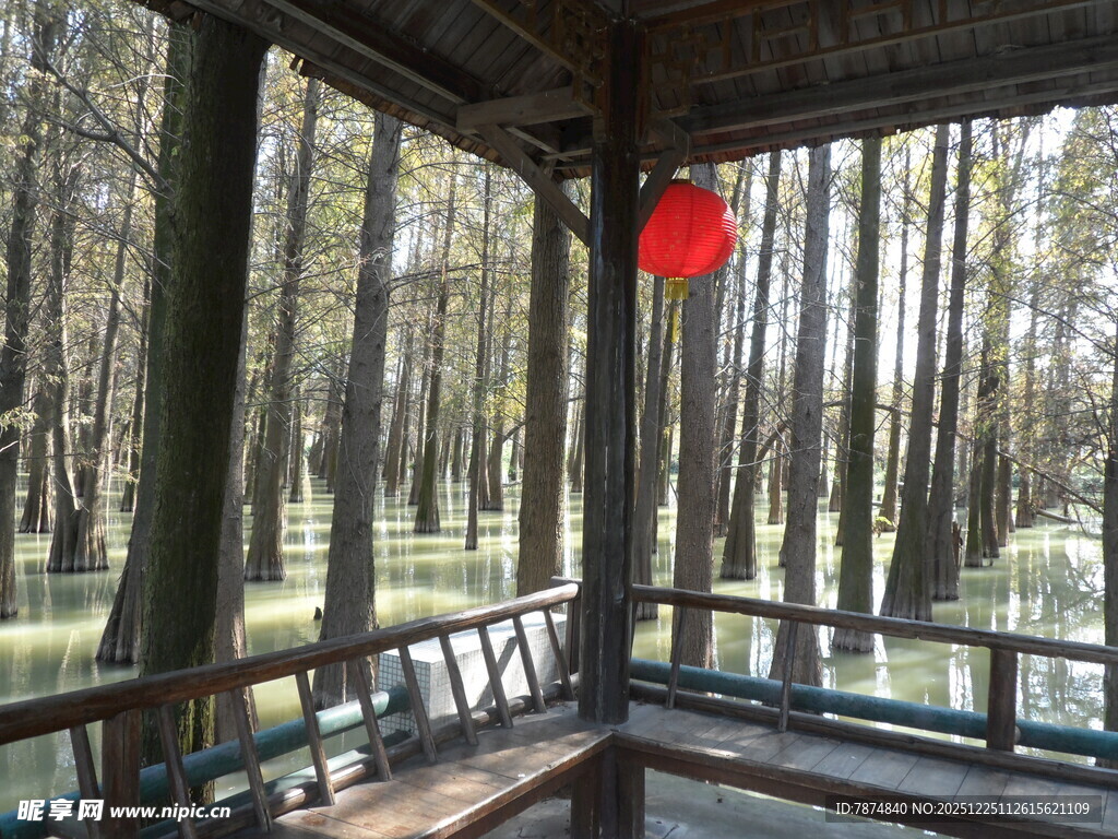 林间凉亭 静谧自然之景