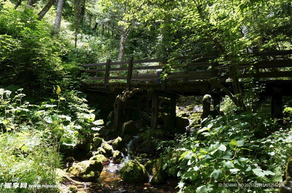 林间木桥隐于葱郁植被