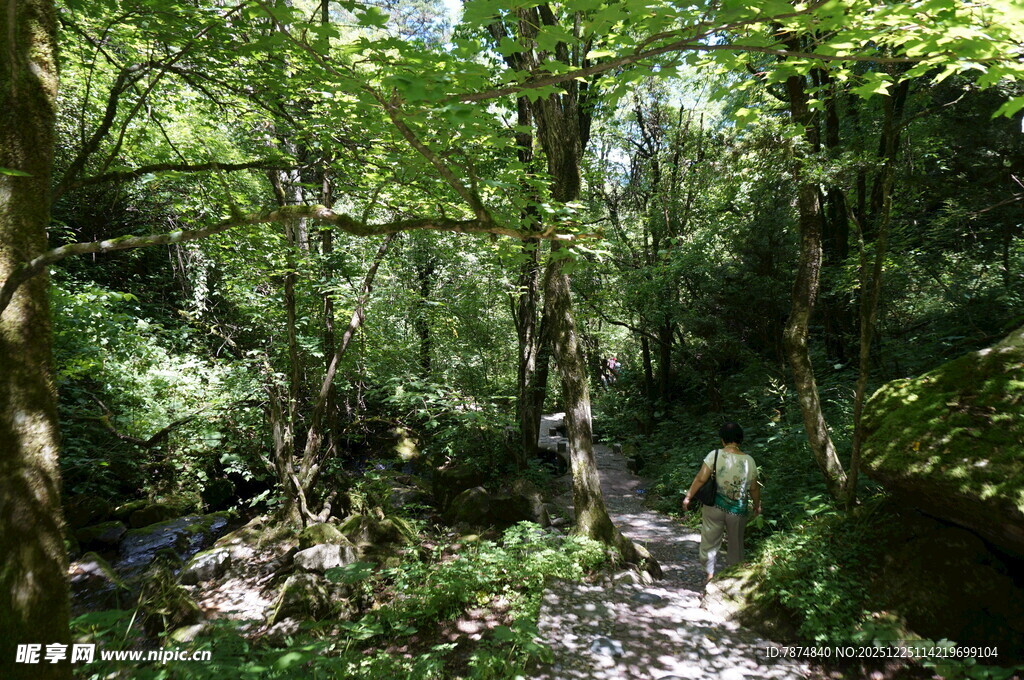 茂密丛林中的自然景致