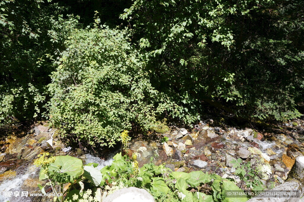 山间溪流旁的繁茂绿植