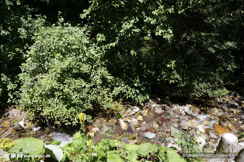 溪边绿植与多彩鱼儿景观