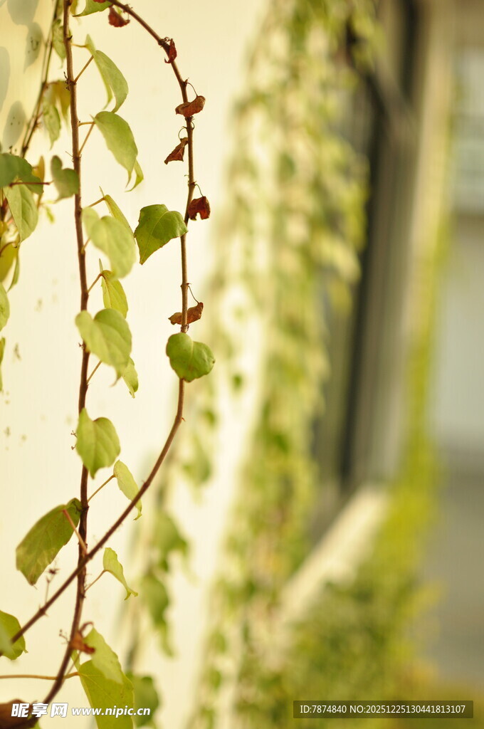 藤蔓缠绕的生机景象