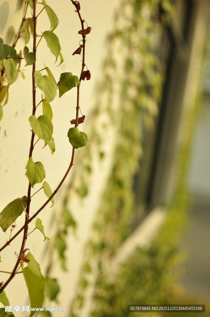 藤蔓缠绕墙面绿意盎然