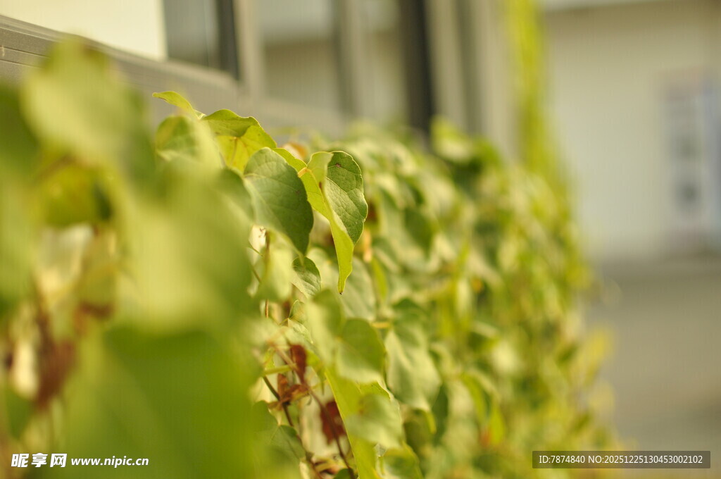 窗边翠绿藤蔓生机勃勃