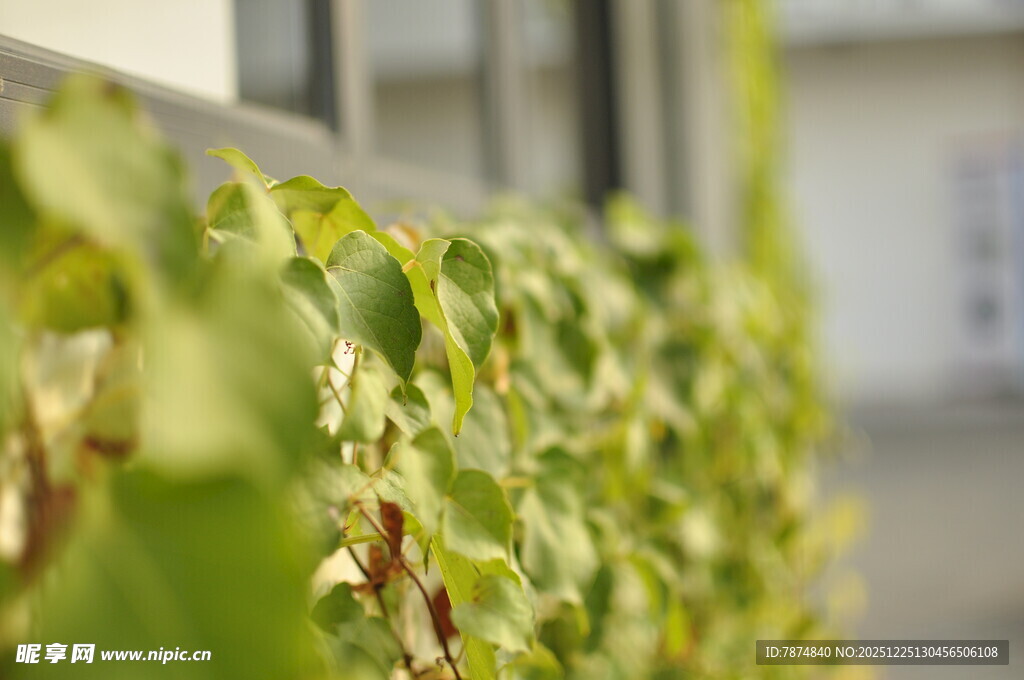 窗边翠绿藤蔓植物特写