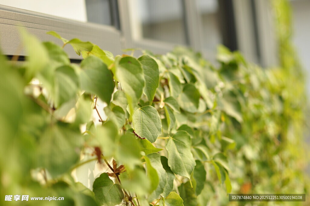 窗边翠绿爬藤植物景色