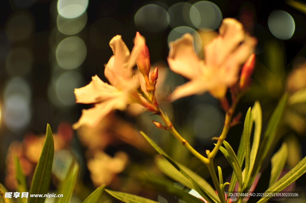 娇艳绽放的橙色花卉