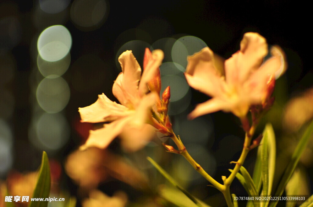 夜间绽放的柔美黄色花朵