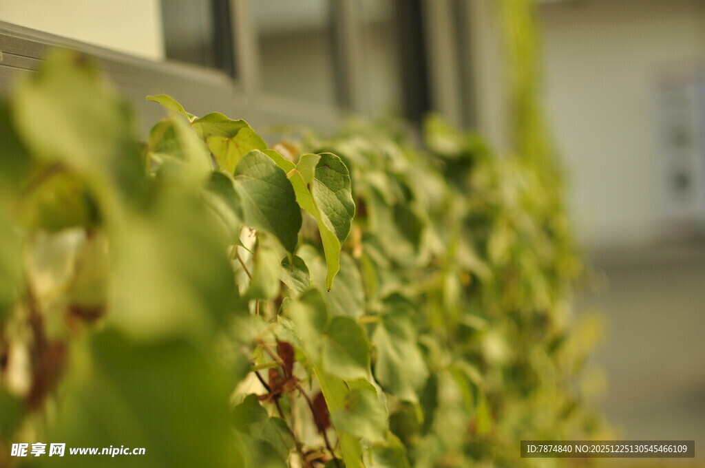 翠绿藤蔓植物生机盎然